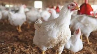 أسعار الدواجن اليوم| ارتفاع سعر الدواجن الحية.. وكرتونة البيض بـ40 جنيها