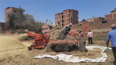 حصاد 6870 فدانا محصول قمح بـ”المنوفية“