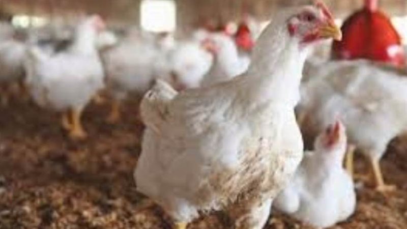 أسعار الدواجن