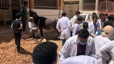 جامعة سوهاج تطلق قوافلها البيطرية لقريتي الفراسية والعوامر وتعالج ١٠٩١ حالة