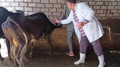 مدير الطب البيطري: المنيا خالية من الإصابة بأنفلونزا الطيور