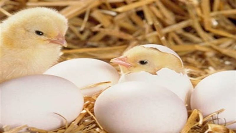 صورة أرشيفة