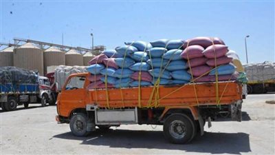 في أول يوم.. توريد 702 طن قمح إلى الصوامع بالمنيا