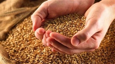 تموين الأقصر: توريد 103.8 ألف طن قمح في أول أيام الموسم