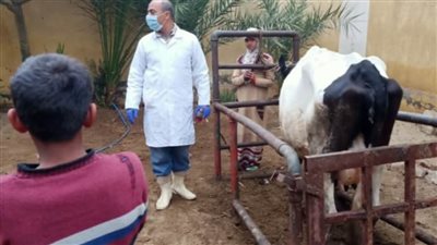  تحصين 48 ألف رأس ببني سويف ضد الجلد العقدي وجدري الضأن