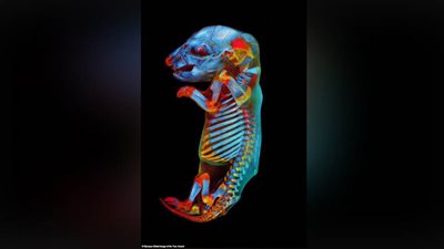 صورة لجنين جرذ أحمر العينين تفوز بجائزة عالمية مرموقة