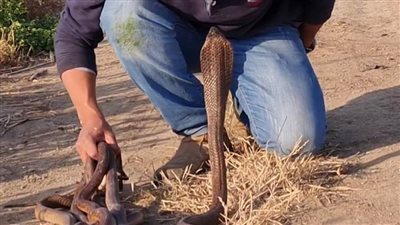 شاهد.. صياد الأفاعي كيف تمكن من الكوبرا العملاقة.. (فيديو)