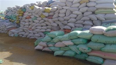 بالصور.. صوامع الغلال تستقبل توريد القمح في البحيرة