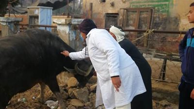 تحصين 54 ألفاً و280 رأسا ضد الجلد العقدي وجدري الضأن ببني سويف