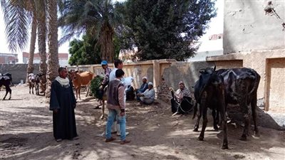 تحصين 57  ألفًا  و225  رأسا ضد الجلد الغقدى وجدرى الضأن ببنى سويف 