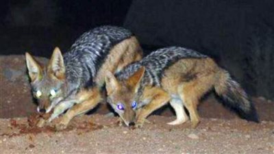 إصابة ٣ ثعالب بداء الكلب 