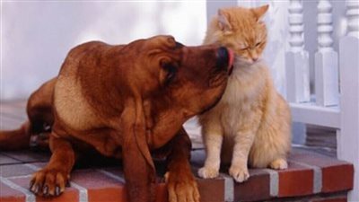 كلبة تدفن قطا ميتا وتلهب المشاعر 