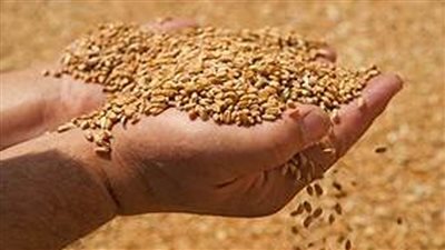 حصاد 4500 فدان قمح.. وتوريد 600 طن لمطاحن دمياط