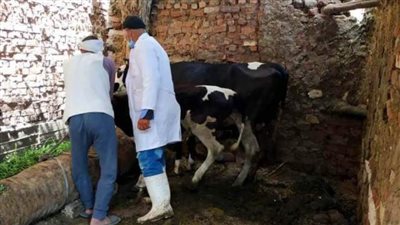 بيطري الشرقية يحصن أكثر من 76 ألف رأس أبقار للوقاية من الجلد العقدي