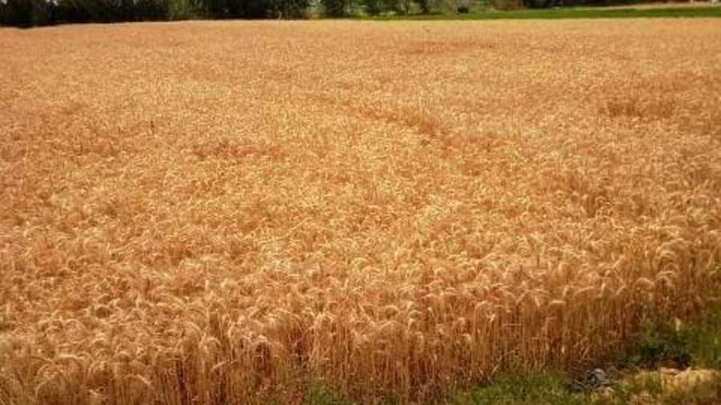 السنابل الذهبية