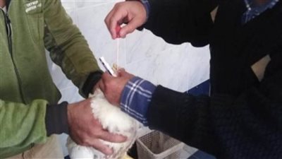 تحصين 19160 طائراً من الأمراض الوبائية بكفر الشيخ