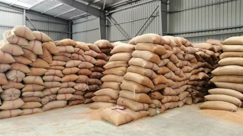 شون قمح القصاصين