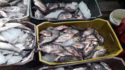 حلقة السمك| ننشر أسعار السمك والجمبرى والكابوريا اليوم