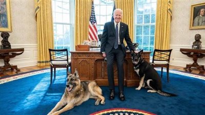 كلب بايدن يعود للبيت الأبيض بعد تلقيه تدريبا إثر حادثتي عض