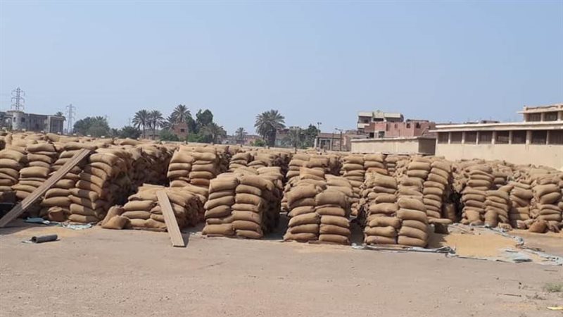 القمح فى الشون ببنى