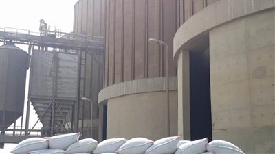 توريد 36 ألفاً و909 أطنان قمح لصوامع وشون بني سويف