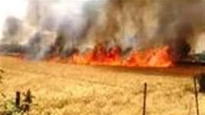 حريق يلتهم أرضًا مزروعة بمحصول القمح في سوهاج