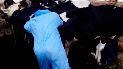 الطب البيطري: تحصين 128 ألف رأس ماشيه بالبحيرة