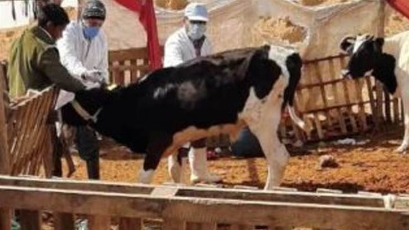 صندوق التأمين