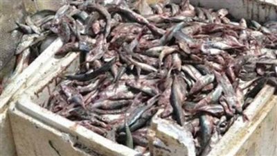 ضبط 170 كيلو أسماك مملحة غير صالحة للاستهلاك الآدمي في سوهاج