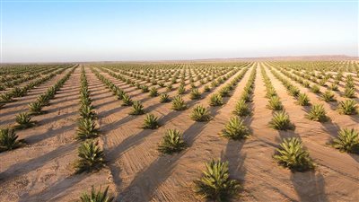 سلطنة عمان تزرع مليون نخلة 