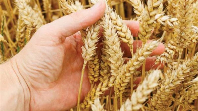 موسم توريد قمح العام