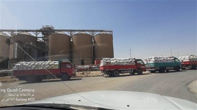 37 % من المستهدف.. ارتفاع معدلات توريد القمح ببني سويف