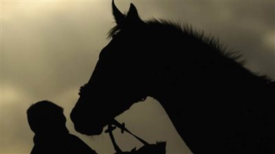  ينتقل عن طريق الدم.. إجراء عاجل لإحتواء مرض الخيول الغامض