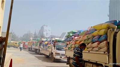  شون وصوامع كفر الشيخ تستقبل 128105 طن قمح حتى الآن