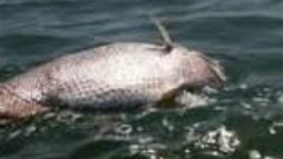 عاجل| لغز سمكة نافقة في بحيرة لبنانية (فيديو)