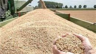 توريد 128 ألف طن قمح بكفرالشيخ حتى الآن