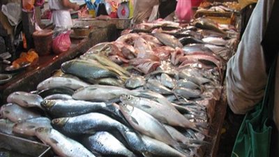 أسعار السمك اليوم| الماكريل يسجل 35 جنيها.. والبلطي مستقر عند 22 جنيها