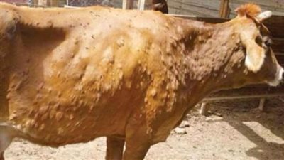 الإسماعيلية الأولي في نسب التغطية لمرض التهاب الجلد العقدي بين الحيوانات