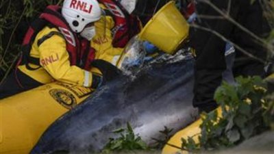 عاجل| جنوح حوت المنك في النهر (صور)