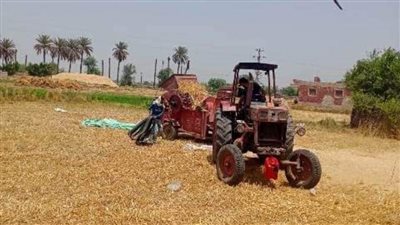 أكثر من 500 ألف طن من السنابل الذهبية تستقبلها صوامع وشون الشرقية 