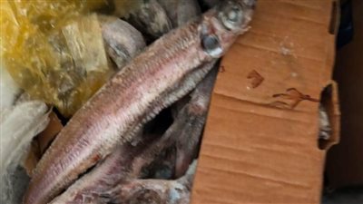 ضبط 40 كجم أسماك مملحة وتحرير 98 مخالفة لمنشآت غذائية بالمنيا