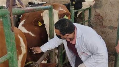 فحص 1549 رأس ماشية ضد البروسيلا والسل البقري بالشرقية