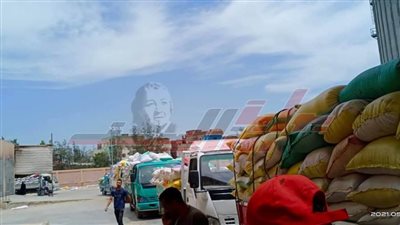  151278 طن قمح استقبلتها شون وصوامع كفر الشيخ