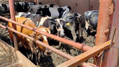 تحصين 106 آلاف رأس ماشية ضد الحمى القلاعية بالدقهلية