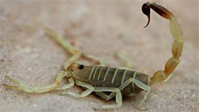 بسبب الحرارة.. العقارب تخرج من جحورها وتلدغ 3 أطفال بطما سوهاج