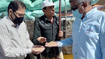 توريد 216 طن قمح محلى للصوامع والشون بالبحيرة