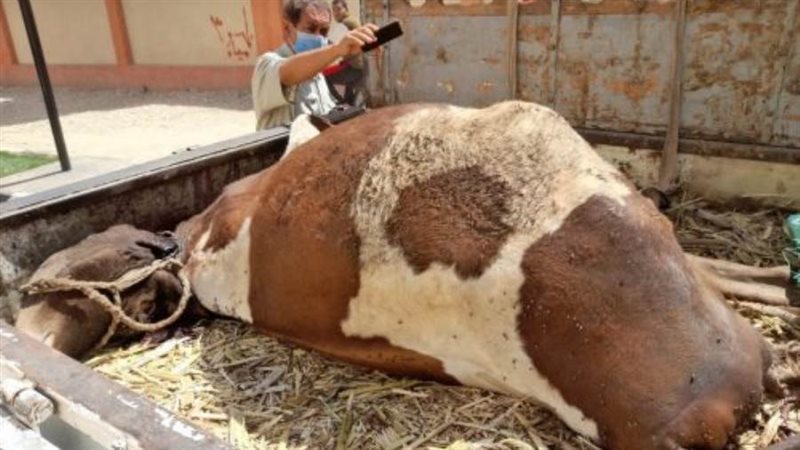 بوابة روز اليوسف