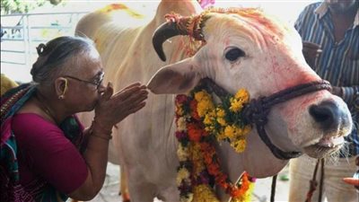 عاجل| ليس غريبا على من يعبد البقرة أن يستخدم روثها في العلاج