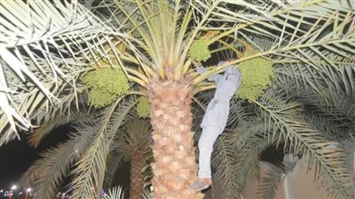 تحسين البيئة بالوحدة المحلية وتقليم الأشجار بمدينة الخارجة في الوادي الجديد