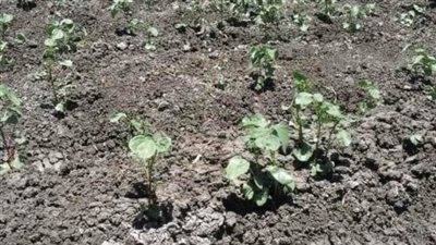 زراعة الشرقية تنفذ ندوة عن زراعة محصول القطن 